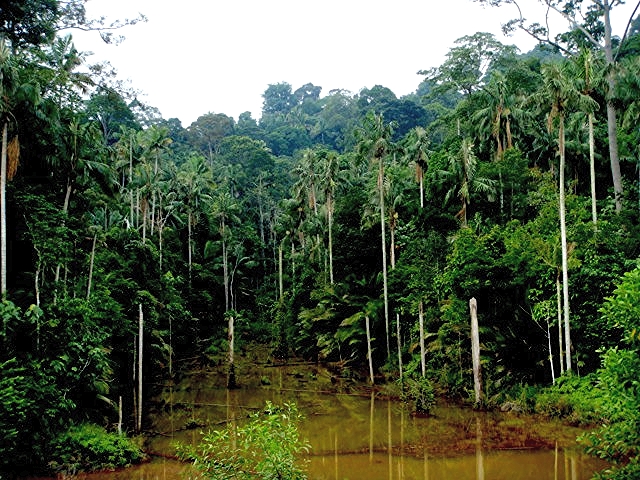 Oncosperma horridum (Griff.) Scheff. Bukit Cherakah, Selangor, Malaysia.