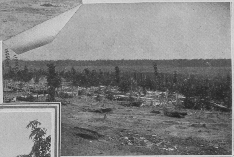 bukitcherakah-estate-1908-stage1.png