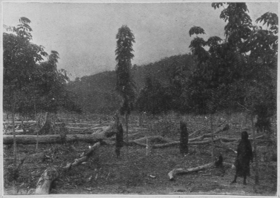 bukitcherakah-estate-1908-stage3.png