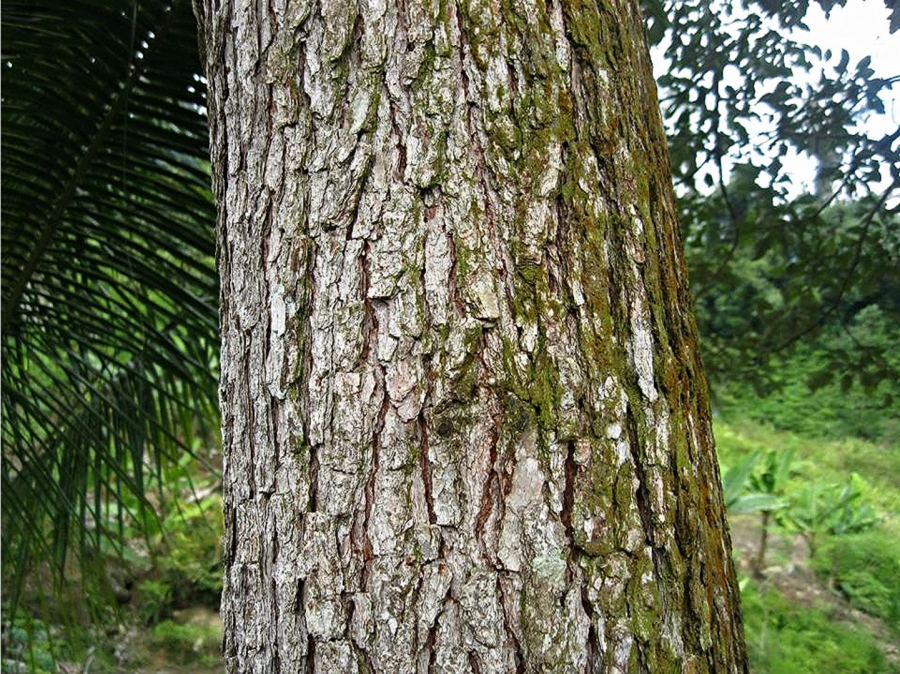 pokok-gonggang.png