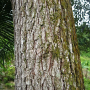 pokok-gonggang.png