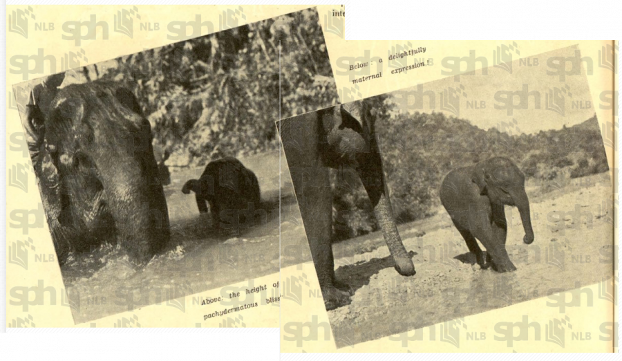 stannual19380101-1-2-122-gajah-02.png